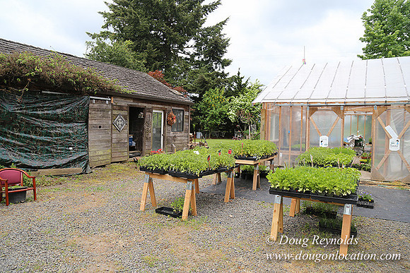Shere's Garden Flowers & produce