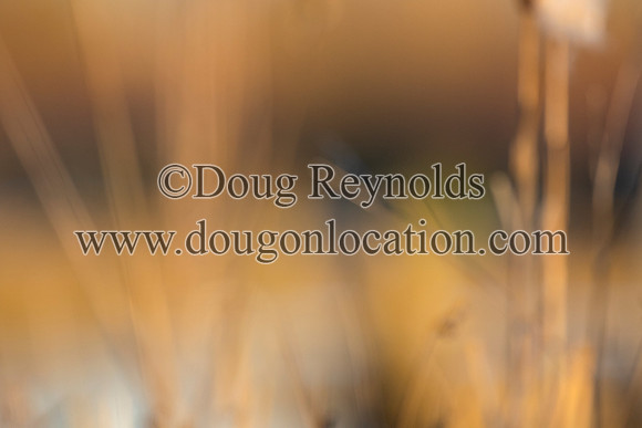 Blured marsh Grass Sunset