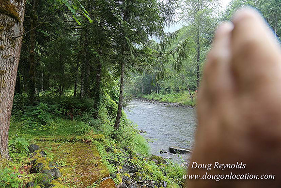 Small, Cabin, Home, River, OR, Oregon, Green, Yard,