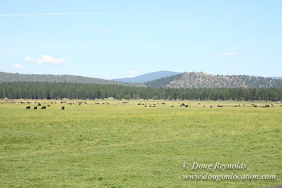 Ranch 18 South side of Hwy  has 2500 Acres of green fields Creeks water crossing Bridges on a Large Lake and miles of Dirt roads Oak trees  Forest land ATV Trails cows