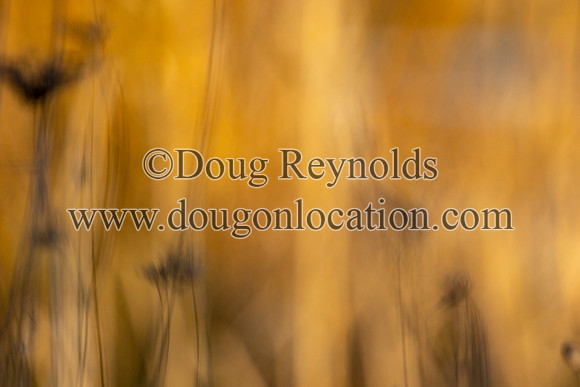 Blured marsh Grass Sunset