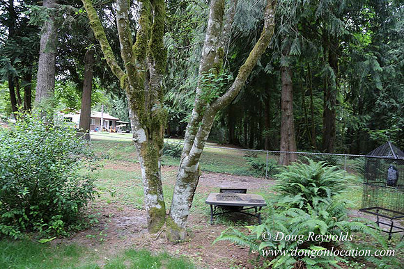 Cabin;  Home;  House; OR, Oregon Yard; deck; green. River,