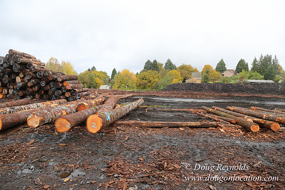 Saw Mill and Lumber Yard