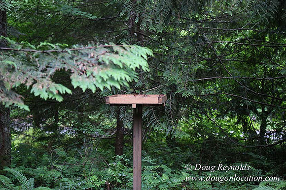 Gary's Cabin-7539