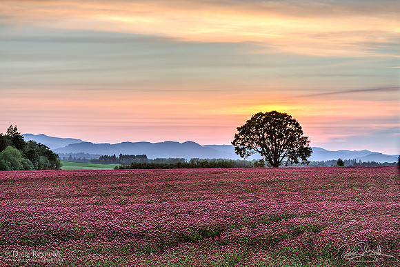 Clover Field with Oak Tree at Sunset