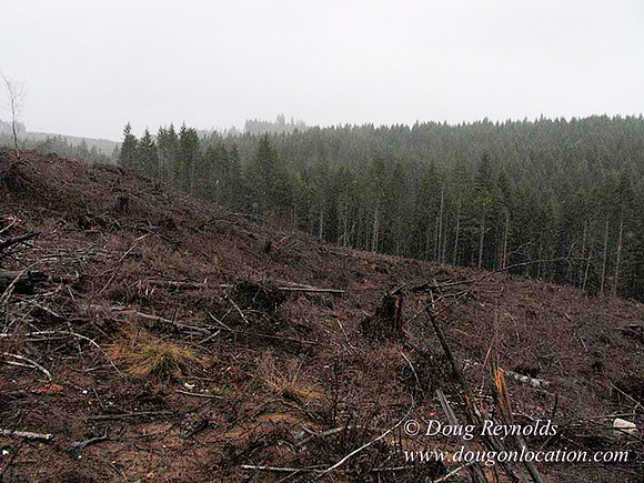 WC Clear Cut 2010-7784