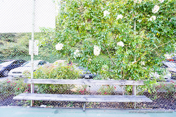 Washington Park Tennis Courts