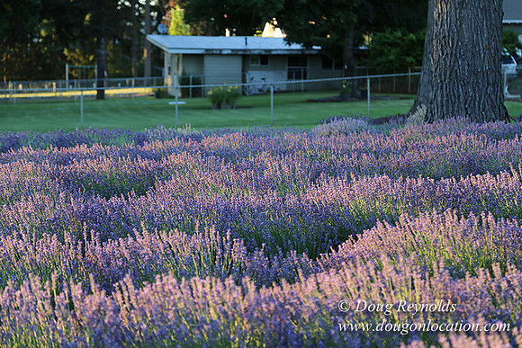 Bob's Lavender-8702