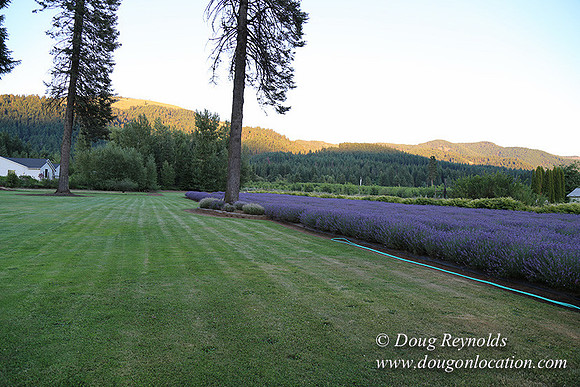 Bob's Lavender-8760