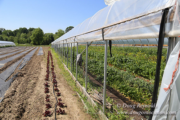 Vahan's Farm & Market-5203