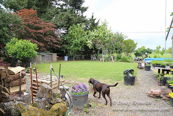Shere's Garden Flowers & produce