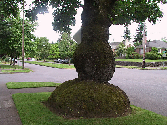 Randum Portland