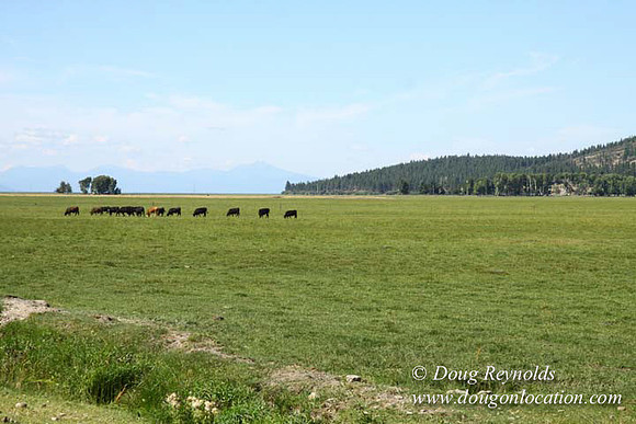 Ranch 18 South side of Hwy  has 2500 Acres of green fields Creeks water crossing Bridges on a Large Lake and miles of Dirt roads Oak trees  Forest land ATV Trails cows