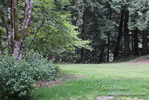 Cabin;  Home;  House; OR, Oregon Yard; deck; green. River,
