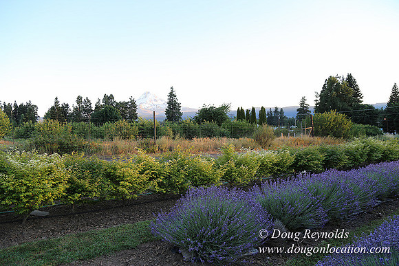 Bob's Lavender-8732