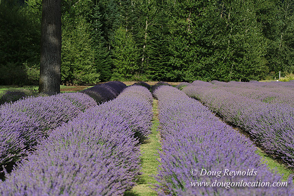 Lavender revisited-9059