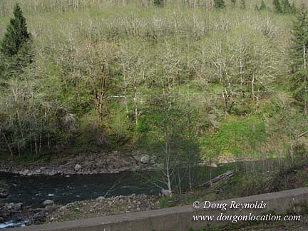Cedar Camp Falls Bridge