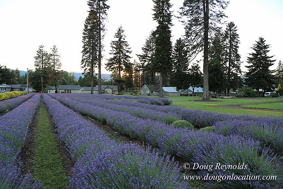 Bob's Lavender-8735