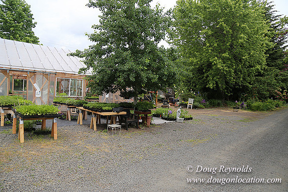 Shere's Garden Flowers & produce