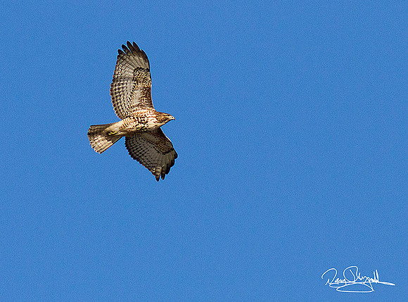 Hawk Flying