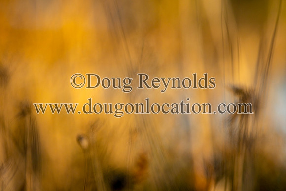 Blured marsh Grass Sunset