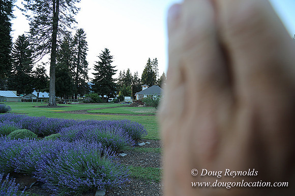 Bob's Lavender-8738