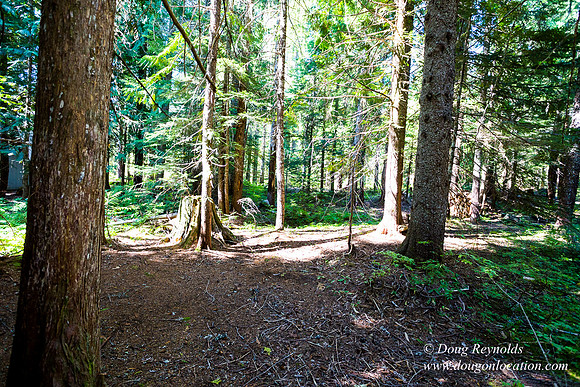 Karri's Cabin