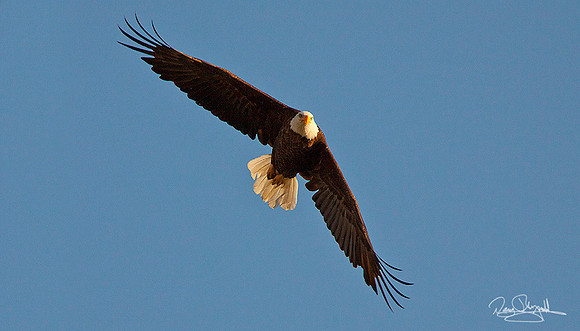 Bold Eagle