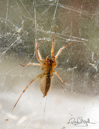 Spider-ajsrszsg-V7623