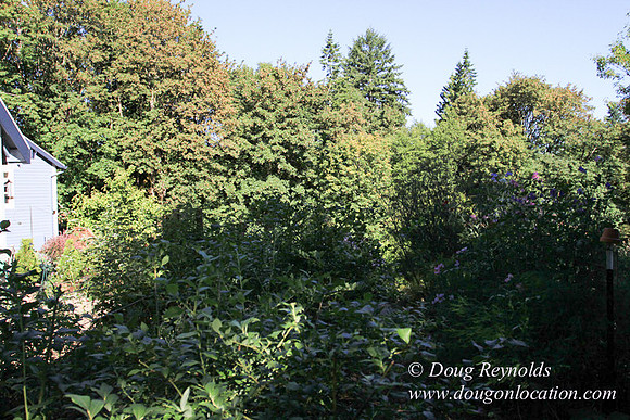 Traditional Style Home small farm with large kitchen great room, 2 story, 2 car garage on Acreage with large back yard, large front yard, garden, pond, deck, goats, bees, shop, PDX Zone