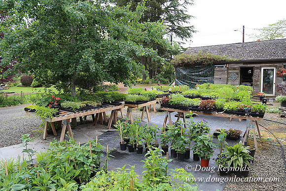 Shere's Garden Flowers & produce