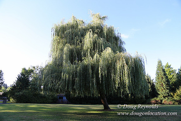 Lincoln Park-0621