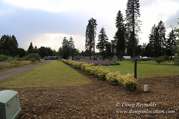 Lavender revisited-9096