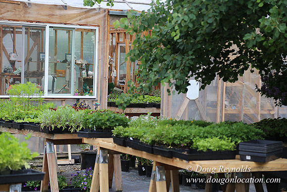Shere's Garden Flowers & produce