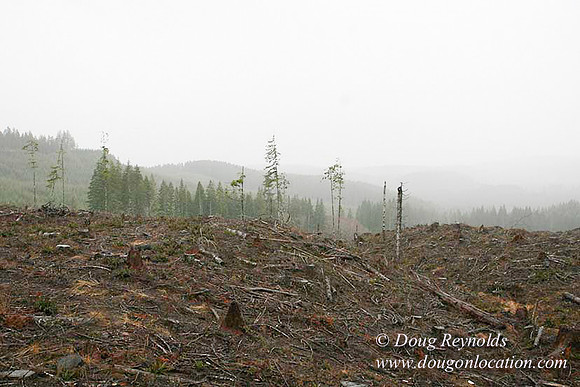 WC Clear Cut 2010-7840