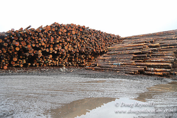 Saw Mill and Lumber Yard