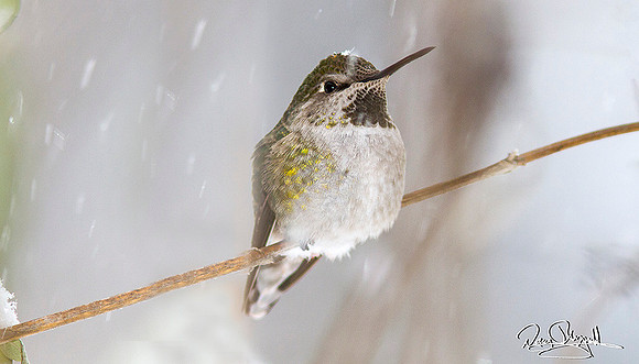 Hummingbird in the snow