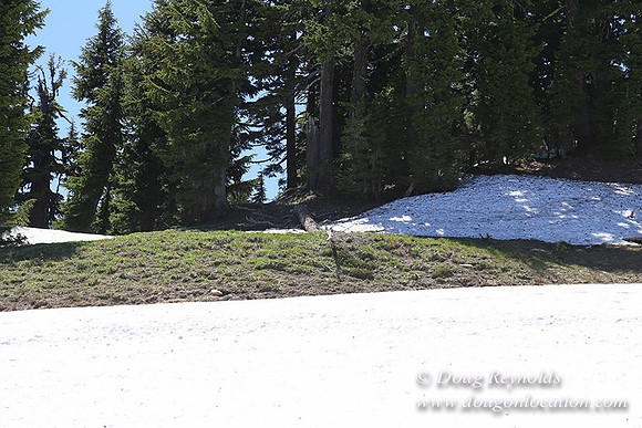 Medow's Snow-5725