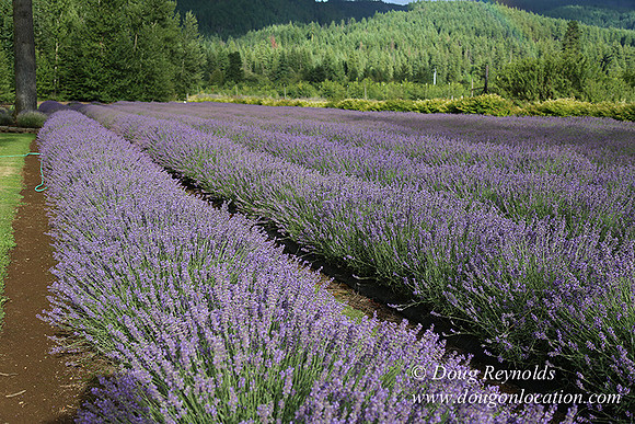 Lavender revisited-9061