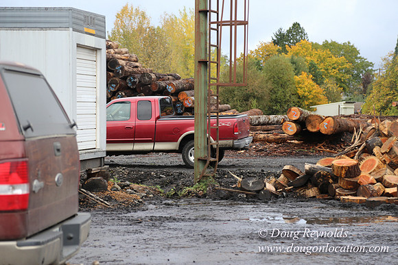 Saw Mill and Lumber Yard