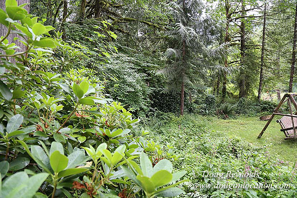 Small, Cabin, Home, River, OR, Oregon, Green, Yard,