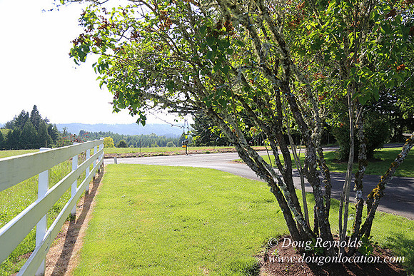 "2 Barns", "2 car garage", "40+ Acres", "PDX Zone", Pool, "White Fence", cows, "farm House", "rap around dive", "well maintained"