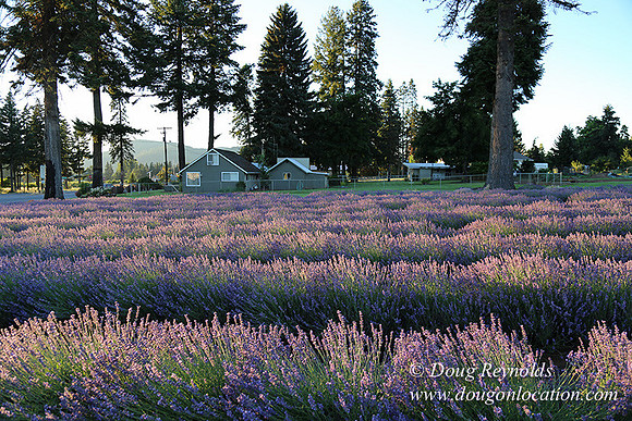 Bob's Lavender-8704