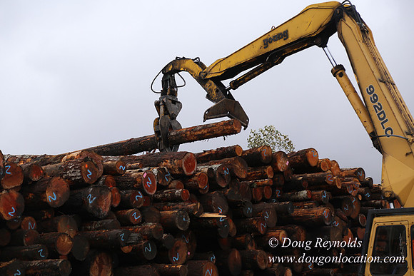 Saw Mill and Lumber Yard