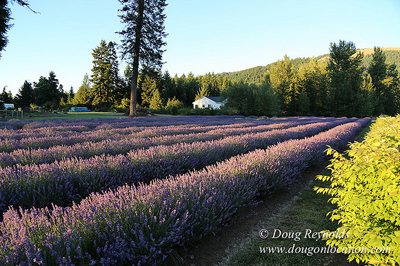 Bob's Lavender-8706