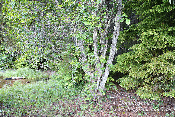 timathy Northwest Side 2-4554