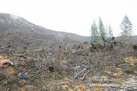 WC Clear Cut 2010-7826
