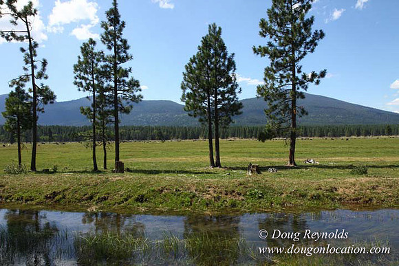 Ranch 18 South side of Hwy  has 2500 Acres of green fields Creeks water crossing Bridges on a Large Lake and miles of Dirt roads Oak trees  Forest land ATV Trails cows