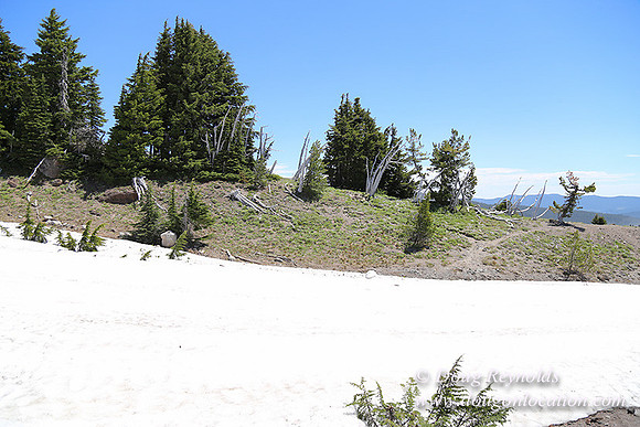 Timber Line-5307