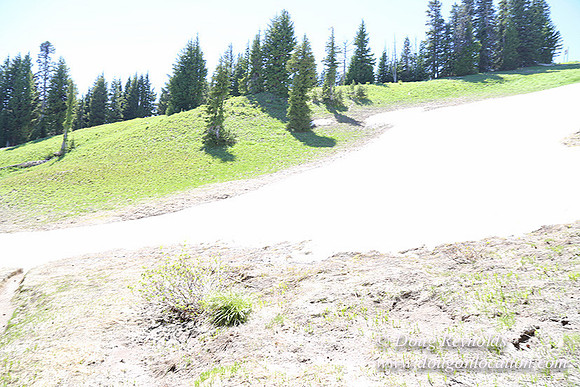 Medow's Snow-5791